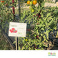 Etiquettes pour plantes